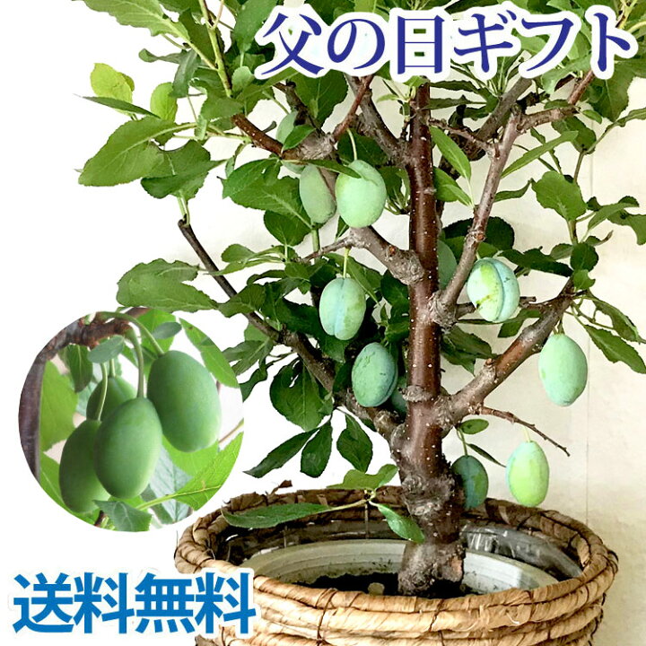 楽天市場 父の日 ギフト 実付き プルーンの木 鉢植え 6号鉢 品種 スタンレー 送料無料 9月に収穫できます 実 実付き 盆栽 ギフト 人気の育てる贈り物 観葉植物 プルーン 実のなる木 果樹 果樹苗木 Fkpp Flowerkitchenjiyugaoka