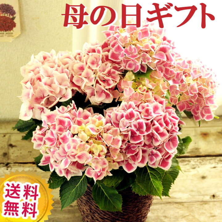 楽天市場 遅れてごめんね 母の日ギフト おまかせピンクあじさい5号鉢 紫陽花 鉢植え 母の日 21 お祝い 誕生日 引越し祝い 新築祝い インテリア プレゼント 送料無料 日時指定可 Fktk 北海道 九州 沖縄 離島お届け不可 Flowerkitchenjiyugaoka