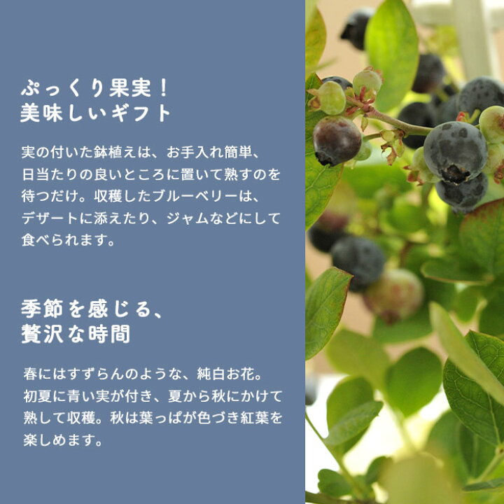楽天市場 あす楽 遅れてごめんね 父の日 ギフト 22 ブルーベリー鉢植え 5号 実付き 人気の育てる贈り物 ブルーベリー ベリー ギフト 贈り物 自宅用 果樹鉢 ガーデニング 実物 実付き 鉢植え 苗木 送料無料 一部地域を除く Fkpp Fktk 22 お祝い プレゼント