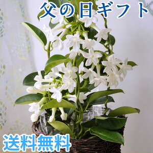 ジャスミン 鉢 生花の人気商品 通販 価格比較 価格 Com