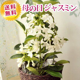 楽天市場 ジャスミン 鉢植え 鉢花 花 観葉植物 花 ガーデン Diyの通販