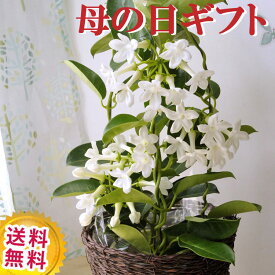 楽天市場 ジャスミン 花の通販