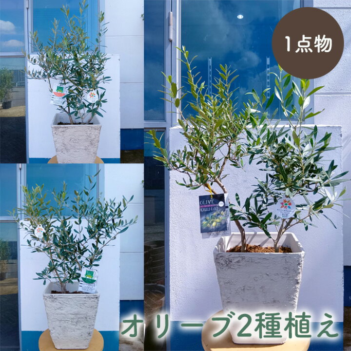 楽天市場】オリーブ2種植え一点物 送料無料 おしゃれ 観葉植物 鉢植え 