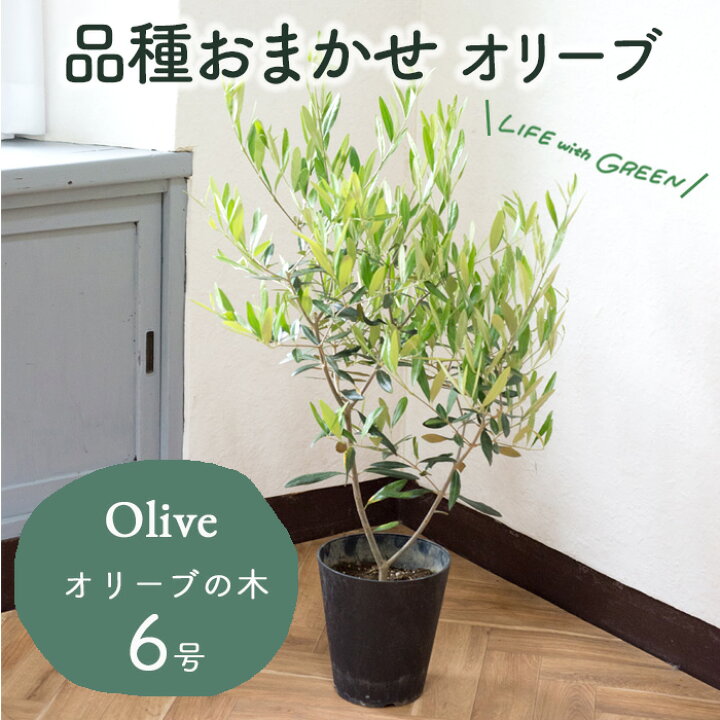 楽天市場】オリーブの木 観葉植物 品種おまかせ 6号鉢 Mサイズ カゴ 