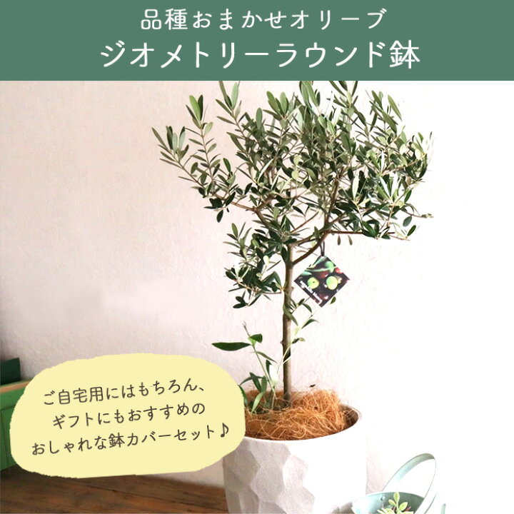楽天市場】オリーブの木 観葉植物 品種おまかせ 6号鉢 Mサイズ カゴ 