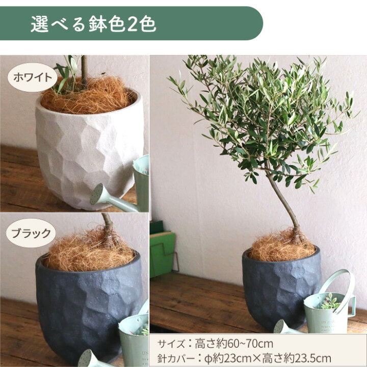 楽天市場】オリーブの木 観葉植物 品種おまかせ 6号鉢 Mサイズ カゴ 