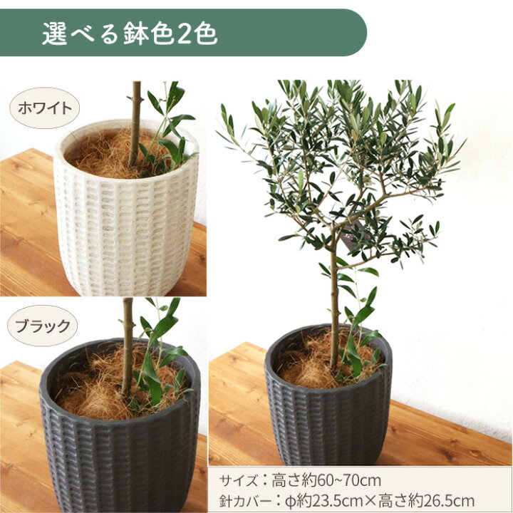 楽天市場】オリーブの木 観葉植物 品種おまかせ 6号鉢 Mサイズ カゴ 