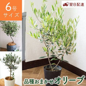 オリーブの木 観葉植物 品種おまかせ 6号鉢 Mサイズ カゴ・鉢 選べる おしゃれ 開店祝い インテリア 植物 オリーブ プレゼント ギフト 苗木 鉢植え 誕生日プレゼント 引越祝い 新築祝い 開業祝い 退職祝い 新生活 FKTK
