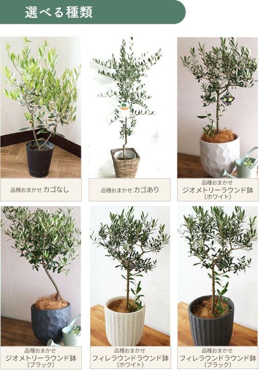楽天市場】オリーブの木 観葉植物 品種おまかせ 6号鉢 Mサイズ カゴ 