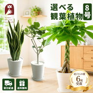 【全国送料無料】観葉植物 8号鉢 選べる観葉 育てやすい 鉢植え御祝 開店祝 開業祝 新築祝 引っ越し祝い …