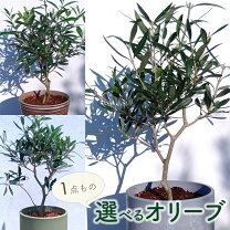楽天市場】オリーブの木 2m（観葉植物｜花・観葉植物）：花・ガーデン 
