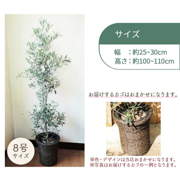 楽天市場】オリーブの木 観葉植物 オリーブ 8号 コロネイキ 