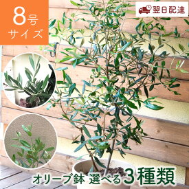 オリーブの木 観葉植物 オリーブ 8号 コロネイキ チプレッシーノ ヒナカゼ送料無料 ギフト 観葉植物 オリーブ オリーブの木 苗木 鉢植え 販売 誕生日 開店 引越し 祝い 引越し祝い 新築祝い インテリア 水合わせの儀 大型 ギフト FKTK