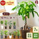 観葉植物 7号鉢 選べる 鉢カバー パキラ サンスベリア モンステラ 室内 開店祝い グリーン カゴ 鉢植え 大型 本物 誕…