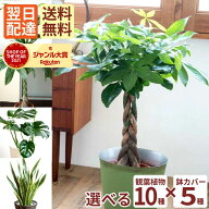 観葉植物 パキラ 選べる 観葉 鉢植え 7号鉢 お祝い サンスベリア ストレリチア オーガスタ ドラセナ 選べ…