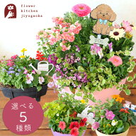 季節のお花の寄せ植え 花苗6種 タル型鉢 プランター 寄せ植え 鉢 ギフト 花 春 玄関 おしゃれ ガーデニン…