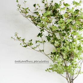 楽天市場 花束 切花 種類 植物 ドウダンツツジ 花 観葉植物 花 ガーデン Diy の通販