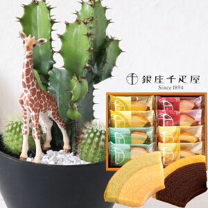 観葉植物 キリン 花の人気商品 通販 価格比較 価格 Com
