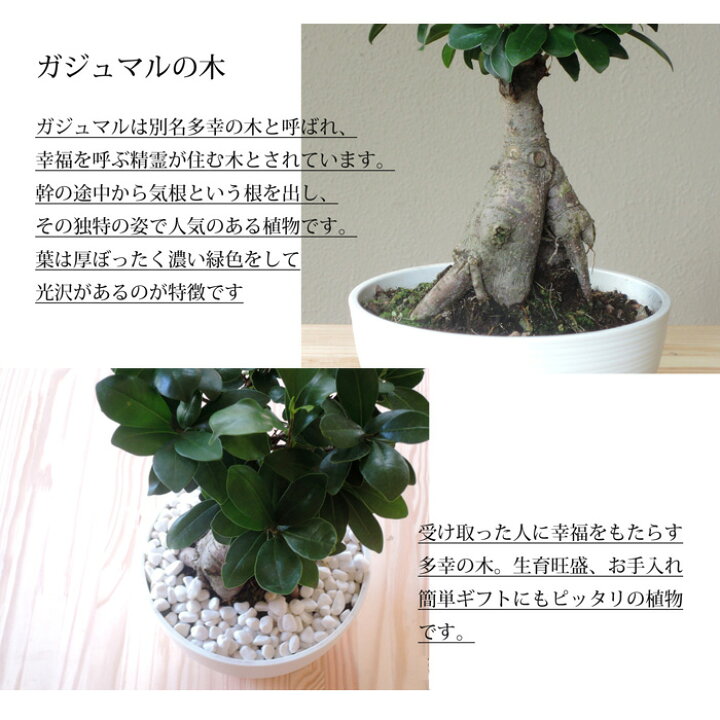 楽天市場 観葉植物 ガジュマル7寸 浅鉢 セラート鉢 多幸の樹 幸福の樹 インテリア 鉢植え 開店 引越し 祝い 引越し祝い 新築祝い 誕生日 ガジュマル グリーン 観葉 ギフト 誕生日 Fktk Flowerkitchenjiyugaoka