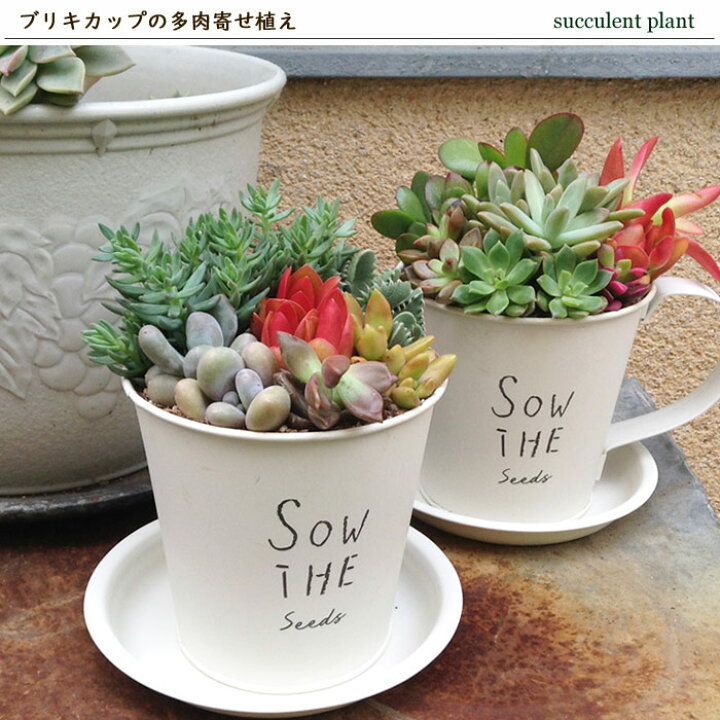 観葉植物 多肉植物 品種おまかせ フレグランドラウンドポットｘｘｓ植え １鉢 受皿付 セラミス 北海道冬季発送不可 Charm Abracce Com Br