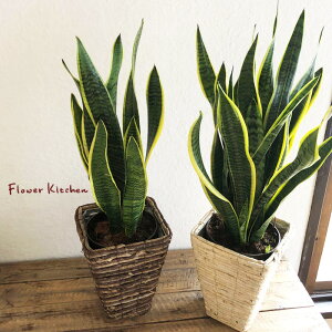 wTXxA6+IׂJ[oiilpJSx ϗtA TZxA Ă₷ Aj JXj JƏj Vzj zj j V CeA i` yzMtg FKT