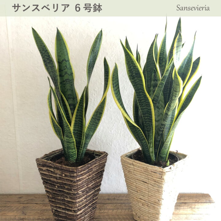 楽天市場 あす楽 サンスベリア6号 選べるカラーバナナ四角カゴ 観葉植物 サンセベリア 育てやすい 鉢植え御祝 開店祝 開業祝 新築祝 引っ越し祝い 結婚祝 新生活 インテリア ナチュラル 送料無料 ギフト Fktk Flowerkitchenjiyugaoka