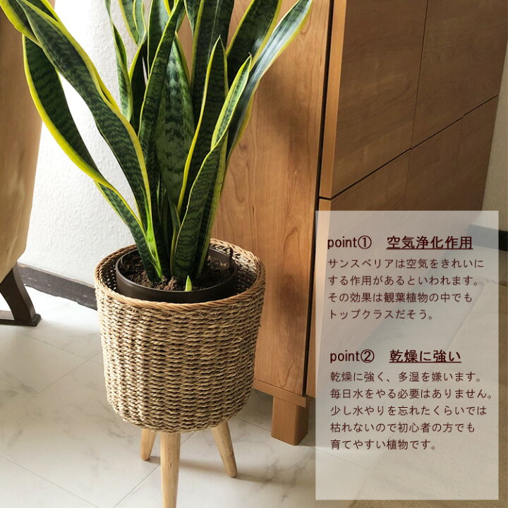 楽天市場 あす楽 サンスベリア6号 シーグラススタンド 受け皿付 植物と鉢カバーのセット 観葉植物 サンセベリア 育てやすい 鉢植え御祝 開店祝 開業祝 新築祝 引っ越し祝い 結婚祝 新生活 インテリア ナチュラル 送料無料 ギフト Fktk Flowerkitchenjiyugaoka