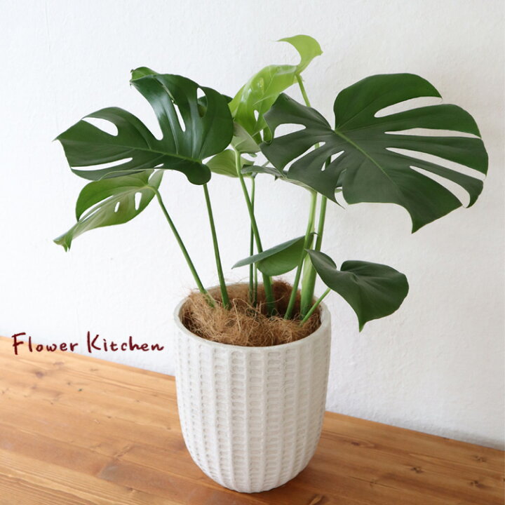 楽天市場 観葉 モンステラ 6号鉢 フィレラウンドホワイト鉢 ヤシ繊維 受け皿付 Gf31 植物と鉢カバーのセット 観葉植物 ギフト プレゼント モンステラ グラスファイバー 苗木 鉢植え 販売 誕生日 開店祝 移転祝 新築祝 引越祝 結婚祝 新生活 インテリア Fktk