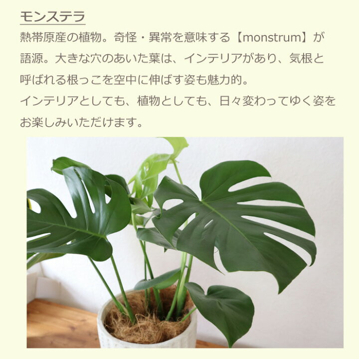 楽天市場 観葉 モンステラ 6号鉢 フィレラウンドホワイト鉢 ヤシ繊維 受け皿付 Gf31 植物と鉢カバーのセット 観葉植物 ギフト プレゼント モンステラ グラスファイバー 苗木 鉢植え 販売 誕生日 開店祝 移転祝 新築祝 引越祝 結婚祝 新生活 インテリア Fktk