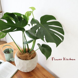 (ϗt)wXe 6 WIg[{EW V@ہE󂯎MtxGF3283AƔJo[̃Zbg ϗtA Mtg v[g Xe OXt@Co[ A a JXj ړ]j 