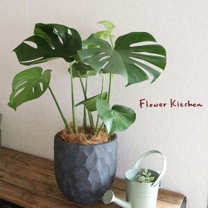 (ϗt)wXe 6 WIg[EhubN V@ہE󂯎MtxGF3286 AƔJo[̃Zbg ϗtA Mtg v[g Xe OXt@Co[ A a J