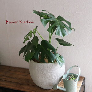 (ϗt)wXe 6 CmKjbN{EzCg V@ہE󂯎MtxGF3297 AƔJo[̃Zbg ϗtA Mtg v[g Xe OXt@Co[ A a J