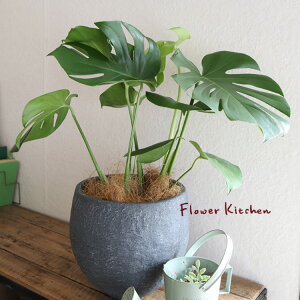 (ϗt)wXe 6 CmKjbN{EubN V@ہE󂯎MtxGF3301 AƔJo[̃Zbg ϗtA Mtg v[g Xe OXt@Co[ A a J