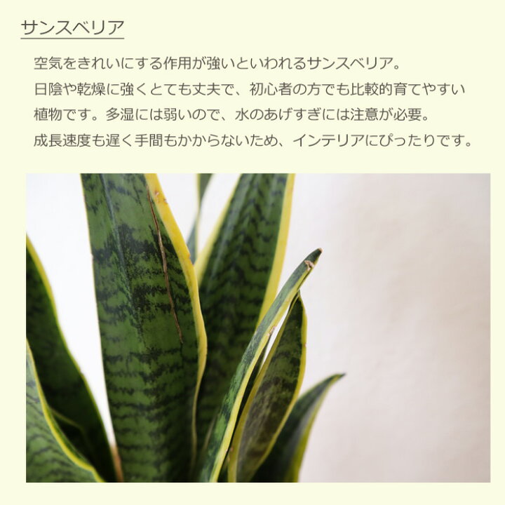 楽天市場 観葉 サンスベリア 6号鉢 ジオメトリーボウル ブラック鉢 ヤシ繊維 受け皿付 Gf3284 植物と鉢カバーのセット 観葉植物 ギフト プレゼント グラスファイバー 誕生日 開店祝 移転祝 新築祝 引っ越し祝い 結婚祝 新生活 インテリア Fktk