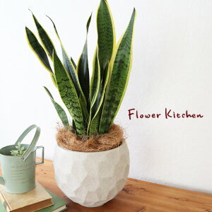 (ϗt)wTXxA 6 WIg[{E W V@ہE󂯎MtxGF3283 AƔJo[̃Zbg ϗtA Mtg v[g OXt@Co[ a JXj ړ]j Vzj zj 