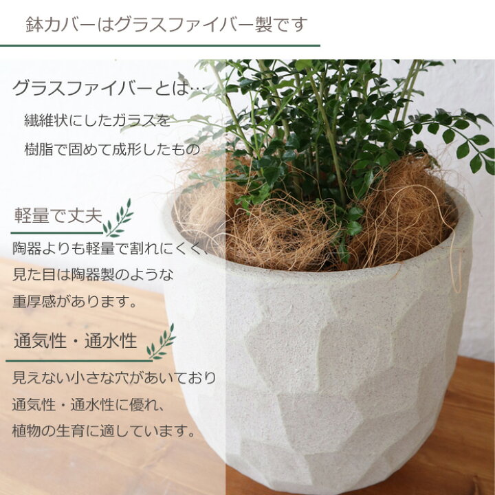 楽天市場 観葉 シマトネリコ 6号鉢 ジオメトリーラウンド W鉢 ヤシ繊維 受け皿付 Gf3285 植物と鉢カバーのセット 観葉植物 ギフト プレゼント グラスファイバー 誕生日 開店祝 移転祝 新築祝 引越祝 結婚祝 新生活 インテリア Fktk Flowerkitchenjiyugaoka