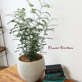 楽天市場 シマトネリコ 観葉植物 花 観葉植物 花 ガーデン Diyの通販 楽天市場 シマトネリコ 観葉植物 花 観葉植物 花 ガーデン Diyの通販