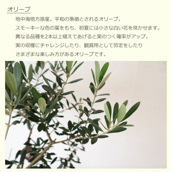 楽天市場 観葉 品種おまかせ オリーブ 6号鉢 ジオメトリーボウルw ヤシ繊維 受け皿付 Gf32 植物と鉢カバーのセット 観葉植物 ギフト プレゼント グラスファイバー 誕生日 開店祝 移転祝 新築祝 引っ越し祝い 結婚祝 新生活 インテリア Fktk Flowerkitchenjiyugaoka