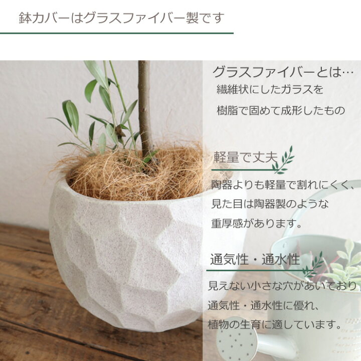 楽天市場】(観葉)『品種おまかせ オリーブ 6号鉢 ジオメトリーボウル W 観葉植物　オリーブ　6号鉢くらい　鉢カバー付
