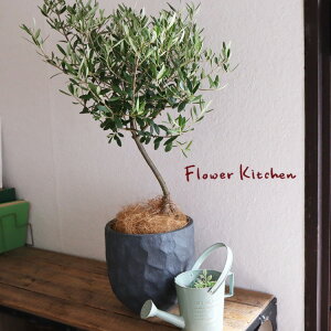 (ϗt)wi킨܂ I[u 6 WIg[Eh ubN V@ہE󂯎MtxGF3286 AƔJo[̃Zbg ϗtA Mtg v[g OXt@Co[ a JXj V