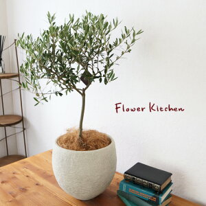 (ϗt)wi킨܂ I[u 6 CmKjbN{E zCg V@ہE󂯎Mtx GF3297AƔJo[̃Zbg ϗtA Mtg v[g OXt@Co[ a JXj V