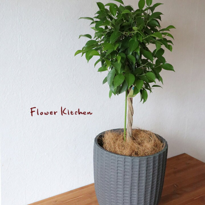 楽天市場 観葉 ベンジャミン 7号鉢 フィレラウンド ブラック鉢 ヤシ繊維 受け皿付 Gf31 植物と鉢カバーのセットフィカス 観葉植物 ギフト プレゼント グラスファイバー 誕生日 開店祝 移転祝 新築祝 引越祝 結婚祝 新生活 インテリア Fktk Flowerkitchenjiyugaoka