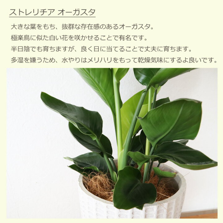 楽天市場 観葉 ストレリチア オーガスタ 7号鉢 フィレラウンド ブラック鉢 ヤシ繊維 受け皿付 Gf31 植物と鉢カバーのセット 観葉植物 ギフト プレゼント グラスファイバー 誕生日 開店祝 移転祝 新築祝 引っ越し祝い 結婚祝 新生活 インテリア Fktk