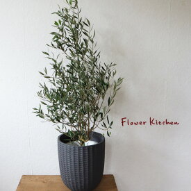 楽天市場 オリーブ 8号の通販