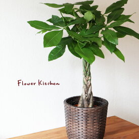 楽天市場 育て やすい 観葉 植物 大型の通販