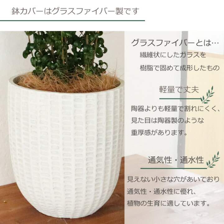 楽天市場】観葉植物 『 ベンジャミン バロック 7号鉢 フィレラウンド 