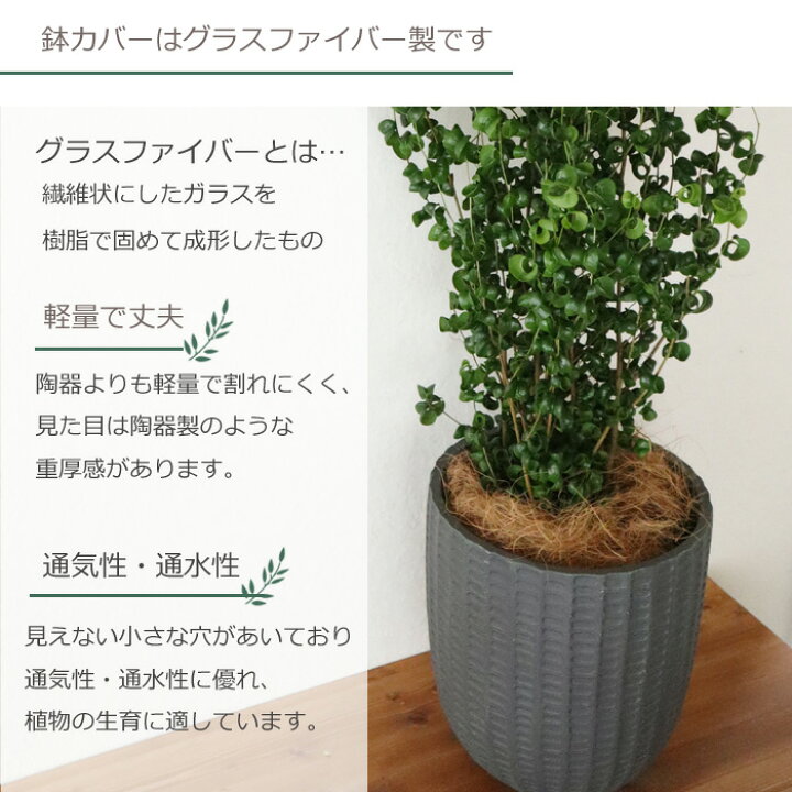 楽天市場】観葉植物 『 ベンジャミン バロック 7号鉢 フィレラウンド 