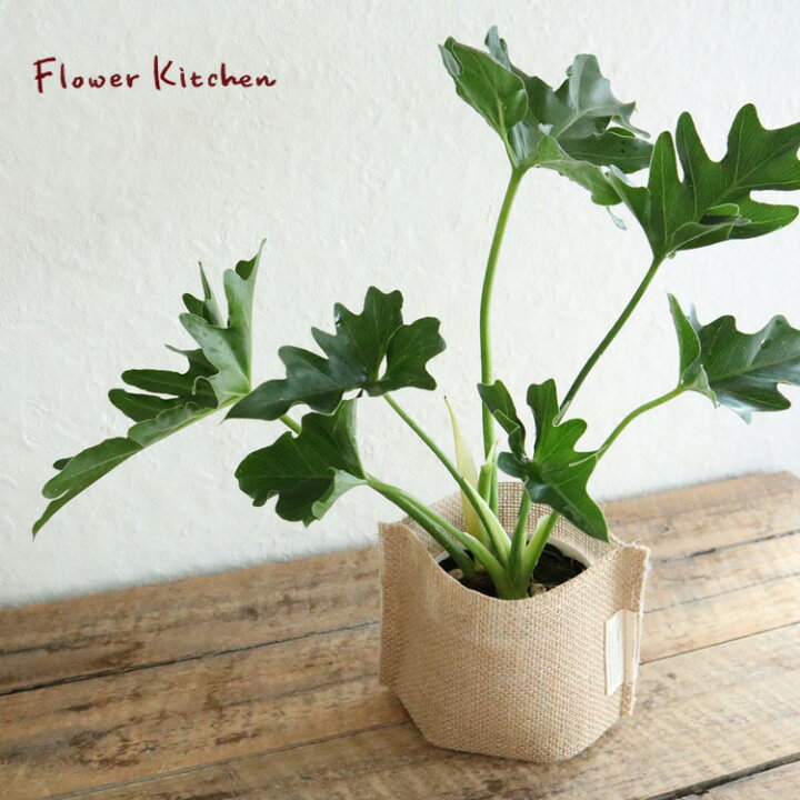 楽天市場】『フィロデンドロン セローム3.5号麻袋つき』 観葉植物 