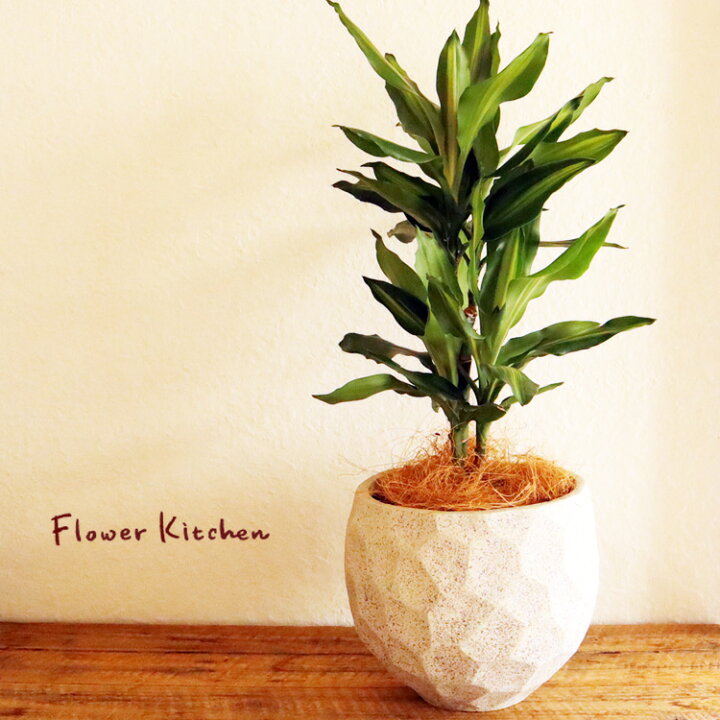 楽天市場 観葉 ドラセナ ジェレ 6号鉢 ジオメトリーボウル W ヤシ繊維 受け皿付 Gf32 植物と鉢カバーのセット 観葉植物 ギフト プレゼント 友膳 You Zen グラスファイバー 誕生日 開店祝 移転祝 新築祝 引っ越し祝い 結婚祝 新生活 インテリア Fktk