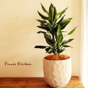 ϗtA whZi WF 6 WIg[Eh W V@ہE󂯎Mtx GF3285 AƔJo[̃Zbg Mtg v[g FV you-zen OXt@Co[ a JXj Vzj 